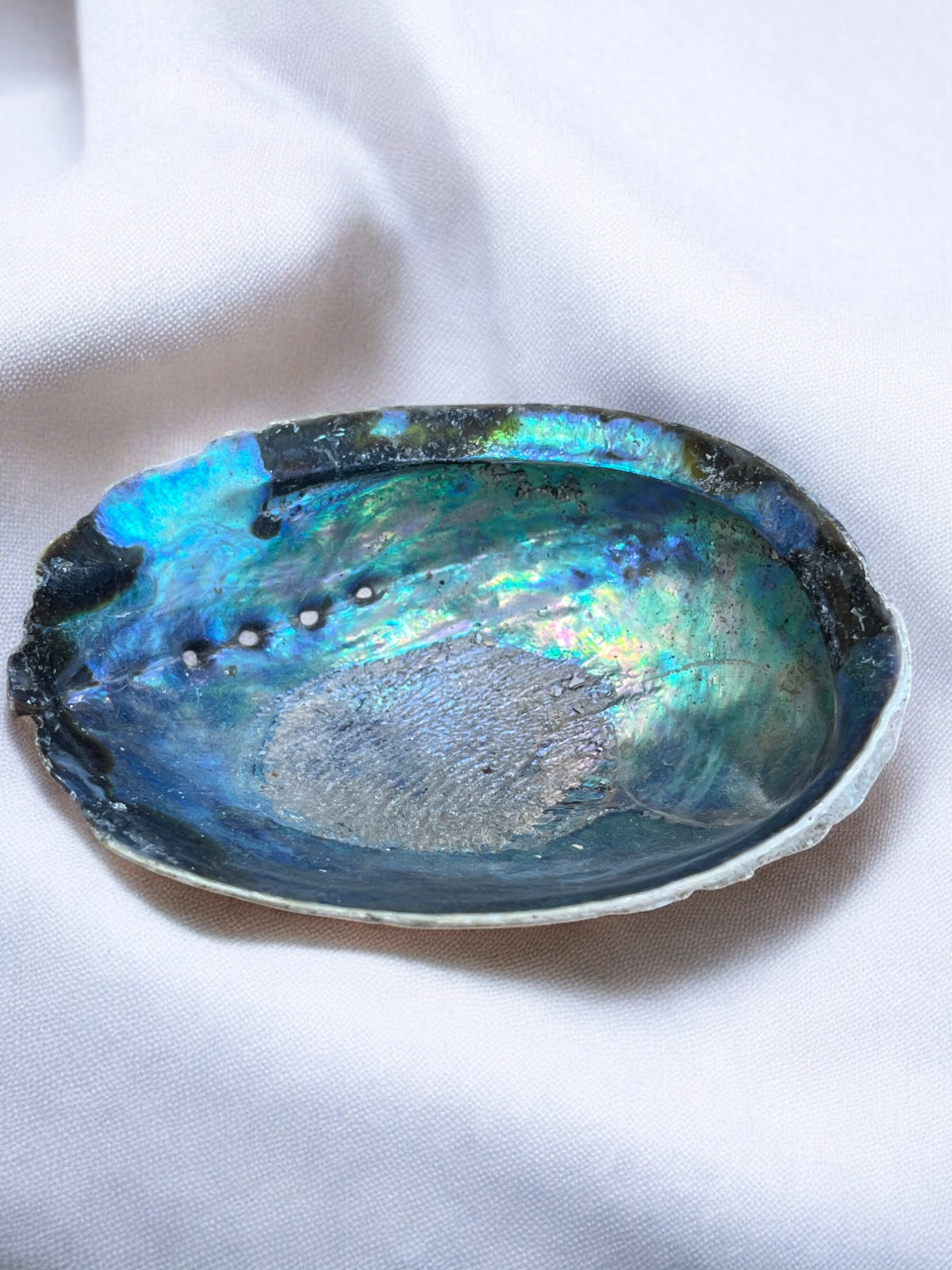 Paua schelp