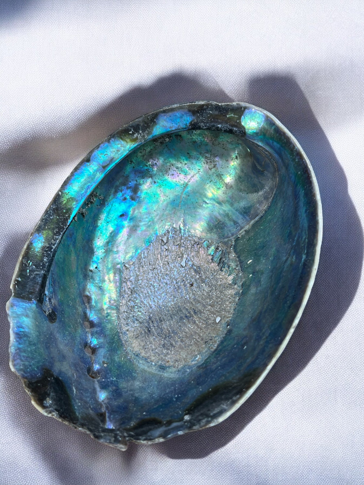 Paua schelp
