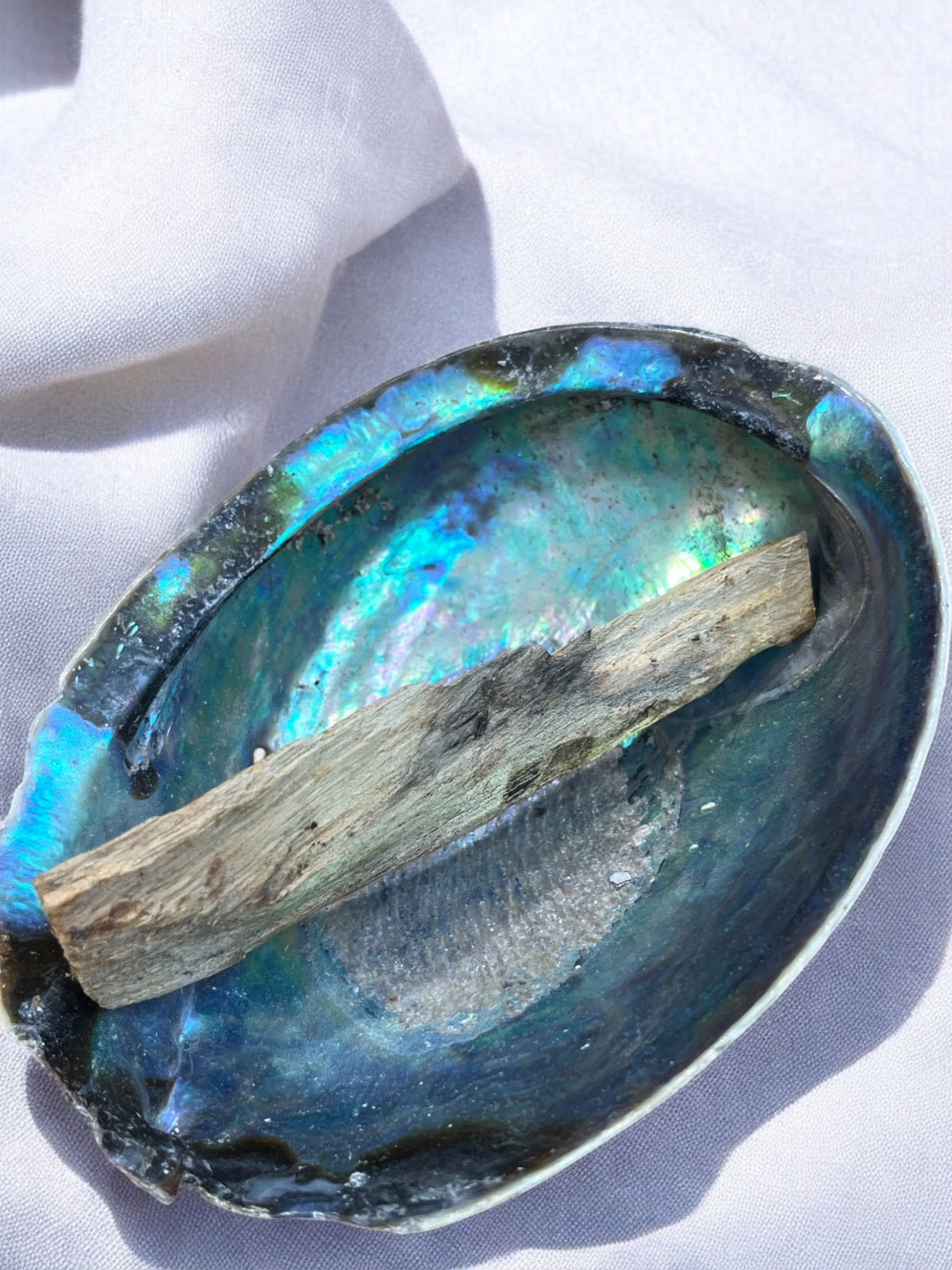 Paua schelp